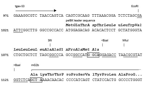 TGEX-HC-mG2b-Zeo cloning site